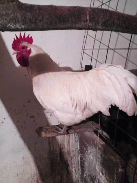  - Australorp alb și albastru