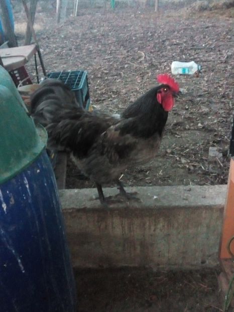  - Australorp alb și albastru