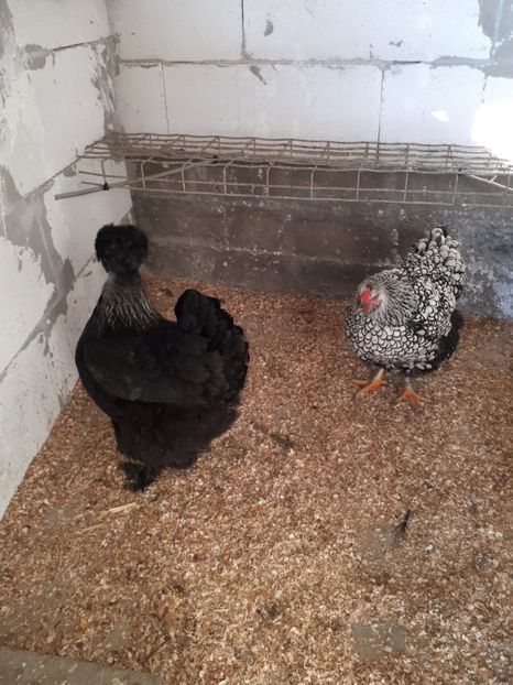  - Wyandotte argintiu