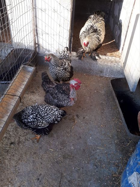  - Wyandotte argintiu