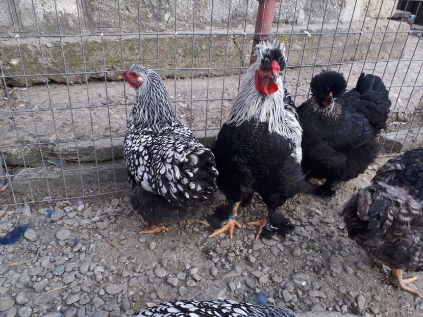  - Wyandotte argintiu