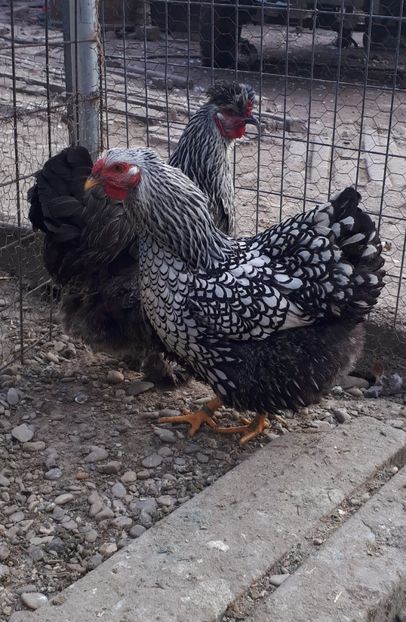  - Wyandotte argintiu