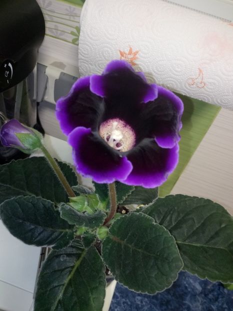 Nr 9 - Gloxinii din semințele obținute de mine 2018-2019