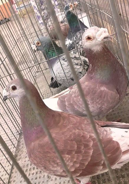 20181231_113008_Moment(9) - Matca 2018 voiajori tip vechi