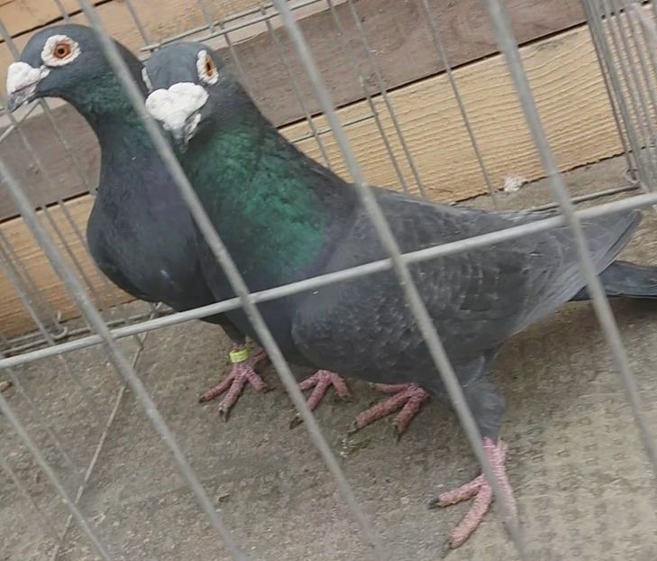 20181231_115837_Moment(4) - Matca 2018 voiajori tip vechi