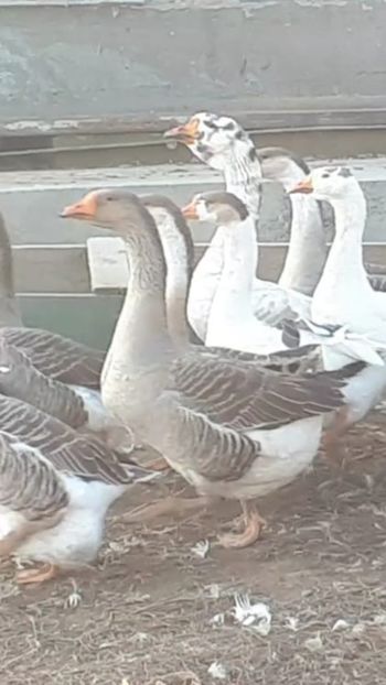 Screenshot_20190110-201530_WhatsApp - 4 Cârdul de lângă baltă
