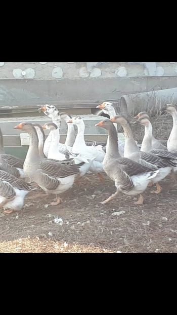 Screenshot_20190110-225627_WhatsApp - 4 Cârdul de lângă baltă