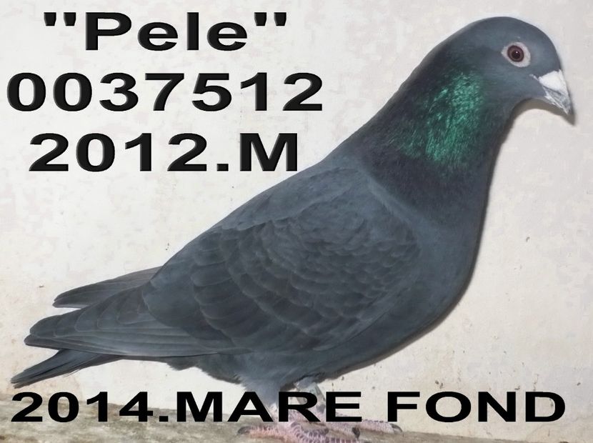 2012.0037512.M pele ++ - 2 MATCA 2019