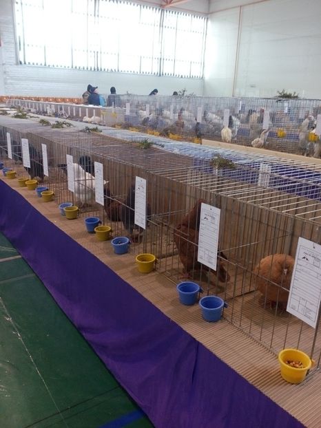  - Expoziție Moșnița Nouă Timiș