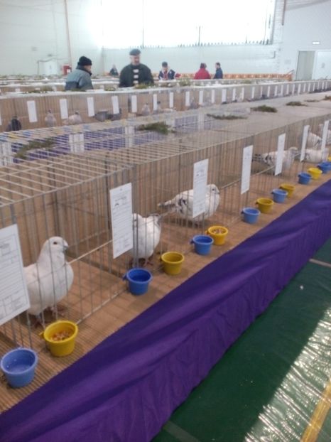  - Expoziție Moșnița Nouă Timiș