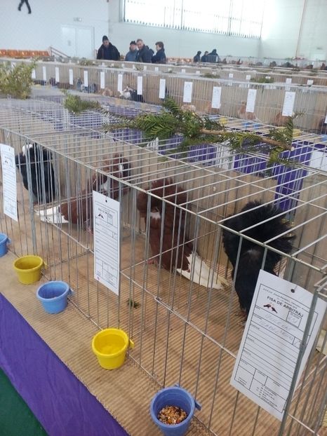  - Expoziție Moșnița Nouă Timiș