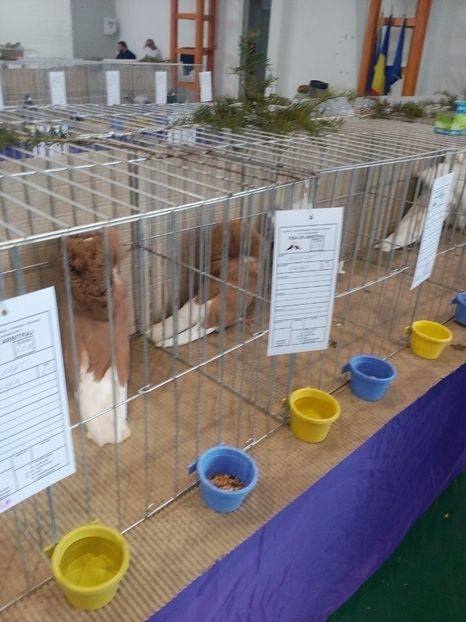  - Expoziție Moșnița Nouă Timiș