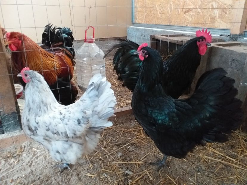  - --- australorp