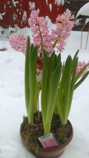 In asteptarea primaveri ! - Floricele primavara-vara !