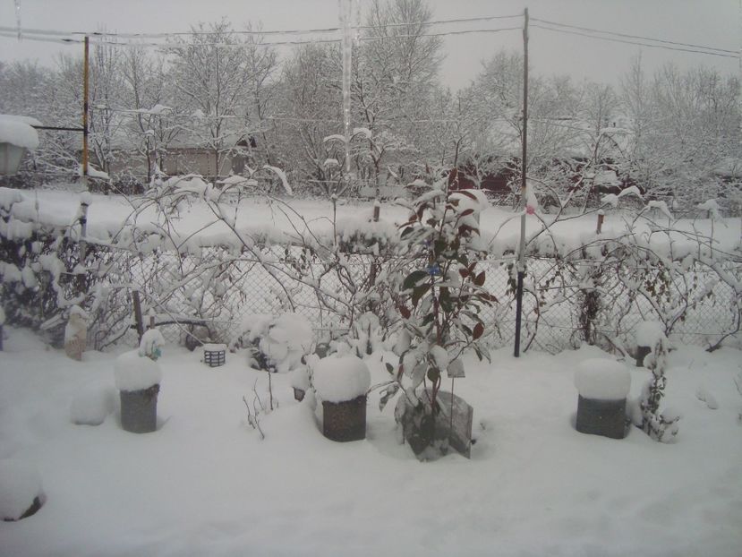  - iarna 2018 spre 2019