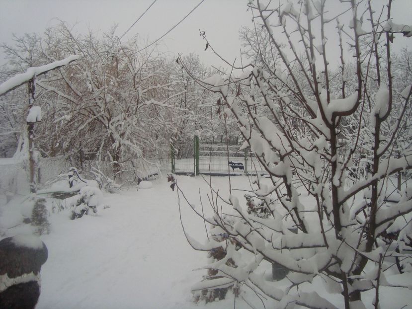  - iarna 2018 spre 2019