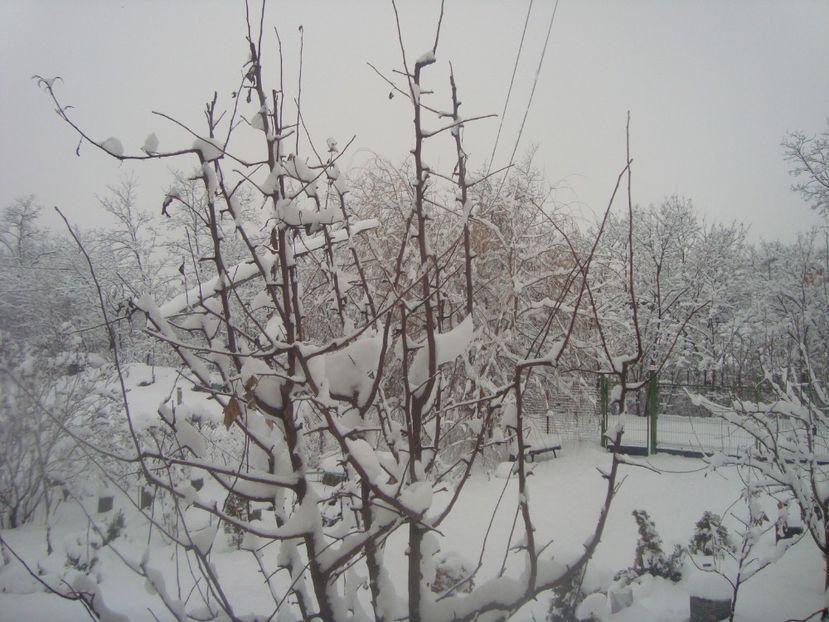  - iarna 2018 spre 2019