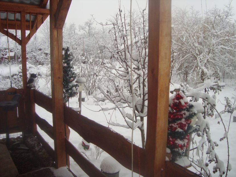  - iarna 2018 spre 2019