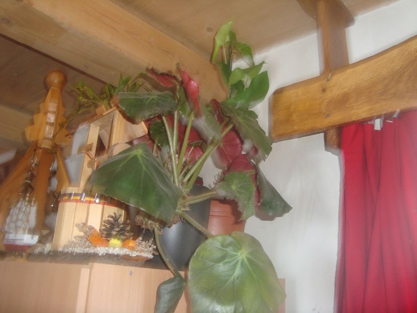  - flori de camera 2019