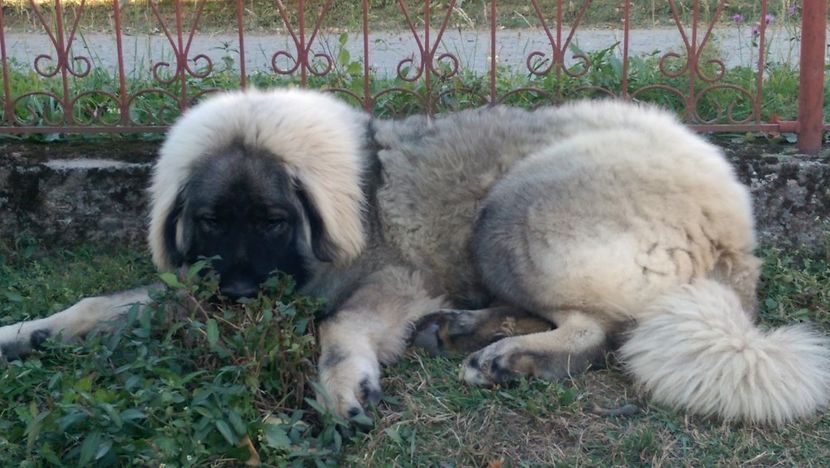  - UMAR-Transylvania Giant CIOBANESC CAUCAZIAN- 6 luni