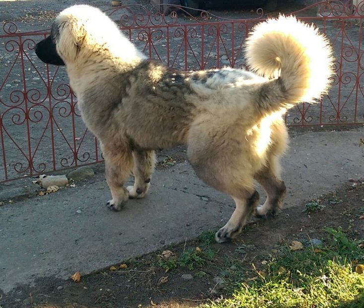  - UMAR-Transylvania Giant CIOBANESC CAUCAZIAN- 6 luni