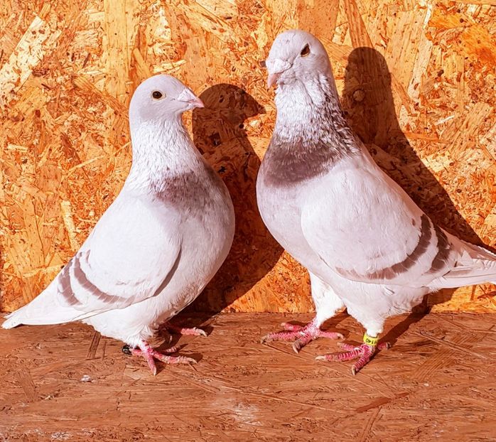 Pereche 4 - O-Porumbei Voiajori Standard