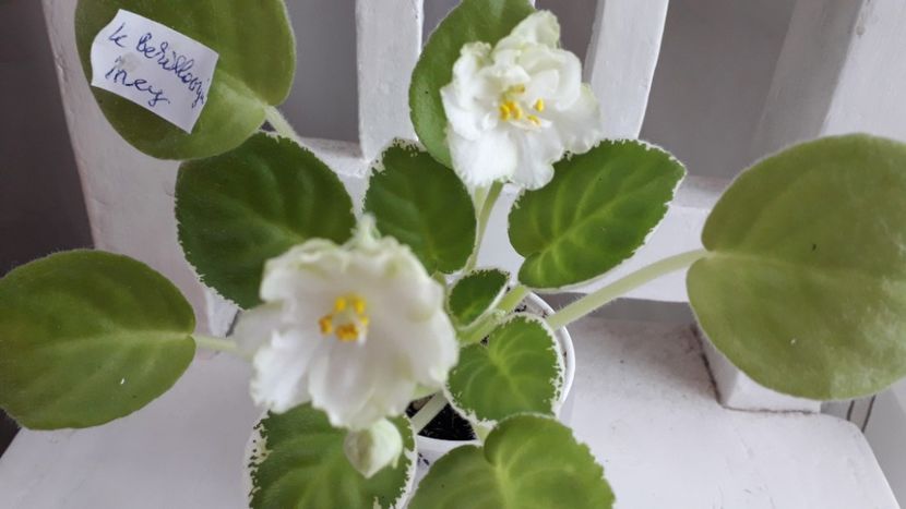  - ZZ Le Berillovyy Iney