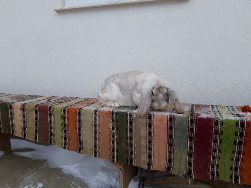 11.01.2019 - Femela frosty pe albastru