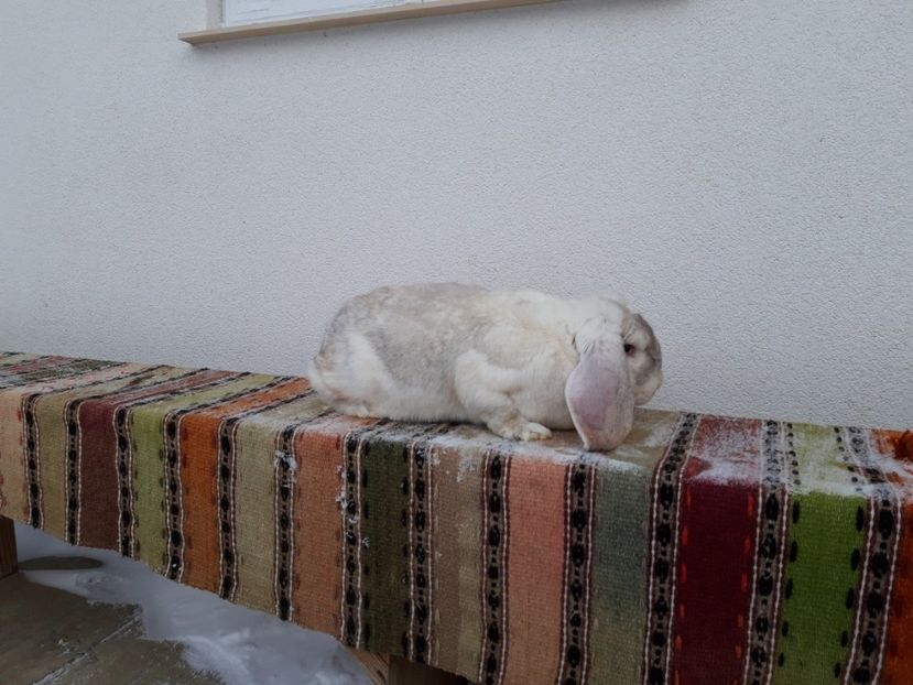  - Femela frosty pe albastru