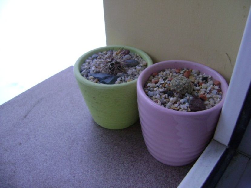 Afara toata iarna: Pediocactus knowltonii & Echinocereus viridiflorus v. davisii - Cactusi 2018 final de an