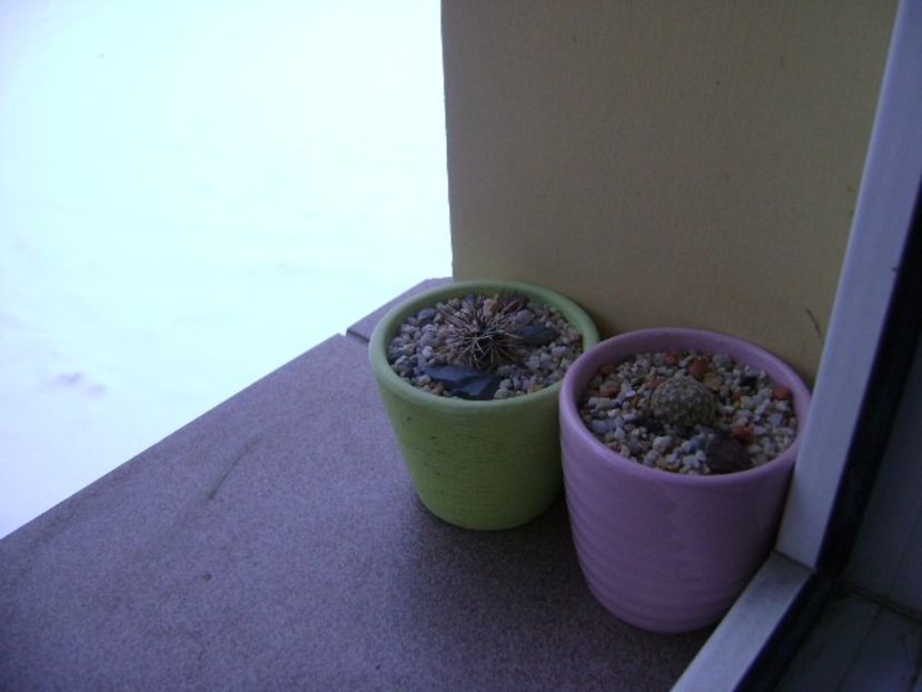 Afara toata iarna: Pediocactus knowltonii & Echinocereus viridiflorus v. davisii - Cactusi 2018 final de an