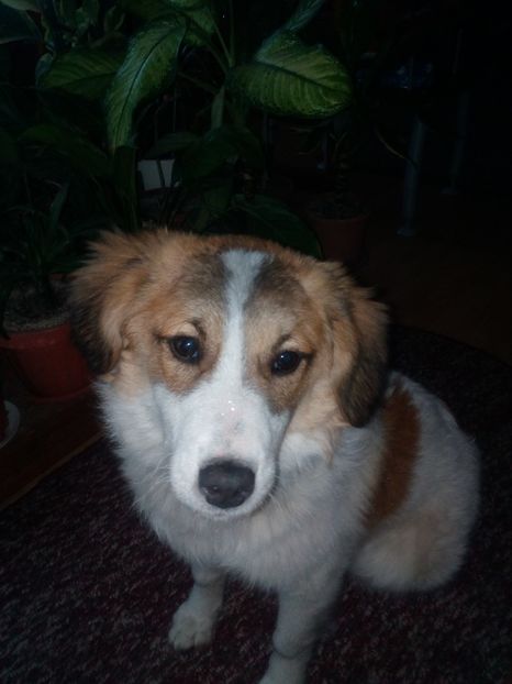  - RIP Athos