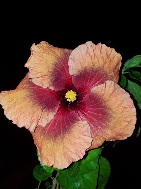  - HIBISCUS 2019