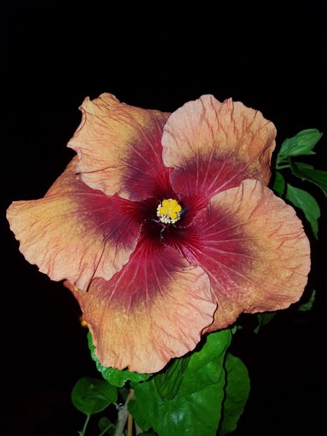  - HIBISCUS 2019