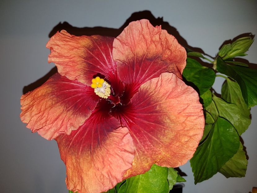  - HIBISCUS 2019