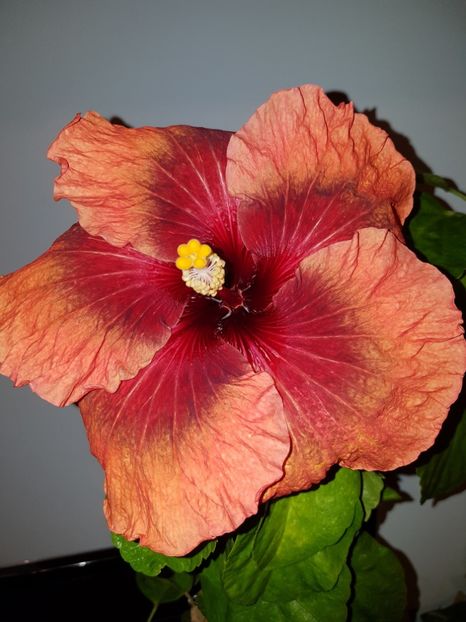  - HIBISCUS 2019