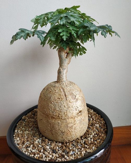 Adenia metamorpha - Whish list pentru viata urmatoare1