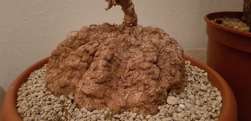 Corallocarpus sp. Madagascar - Whish list pentru viata urmatoare1