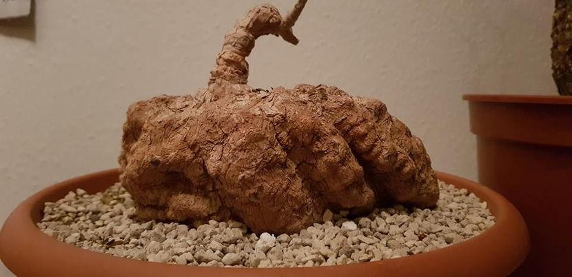 Corallocarpus sp. Madagascar - Whish list pentru viata urmatoare1