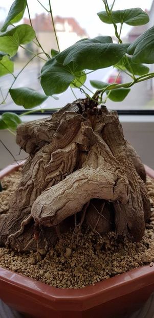 Dioscorea hemicrypta - Whish list pentru viata urmatoare1