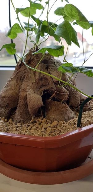 Dioscorea hemicrypta - Whish list pentru viata urmatoare1