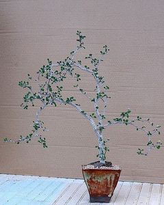 Euphorbia misera - achizitionata - Whish list pentru viata urmatoare1