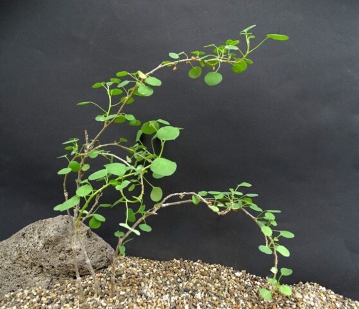 Euphorbia misera - achizitionata - Whish list pentru viata urmatoare1