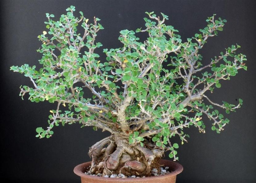 Euphorbia misera - achizitionata - Whish list pentru viata urmatoare1