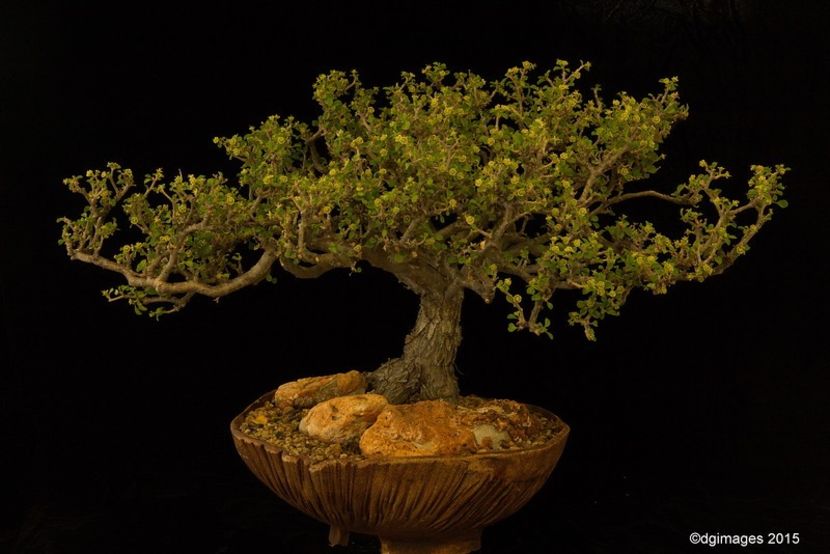 Euphorbia misera - achizitionata - Whish list pentru viata urmatoare1