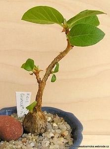Ficus glumosa - Whish list pentru viata urmatoare1
