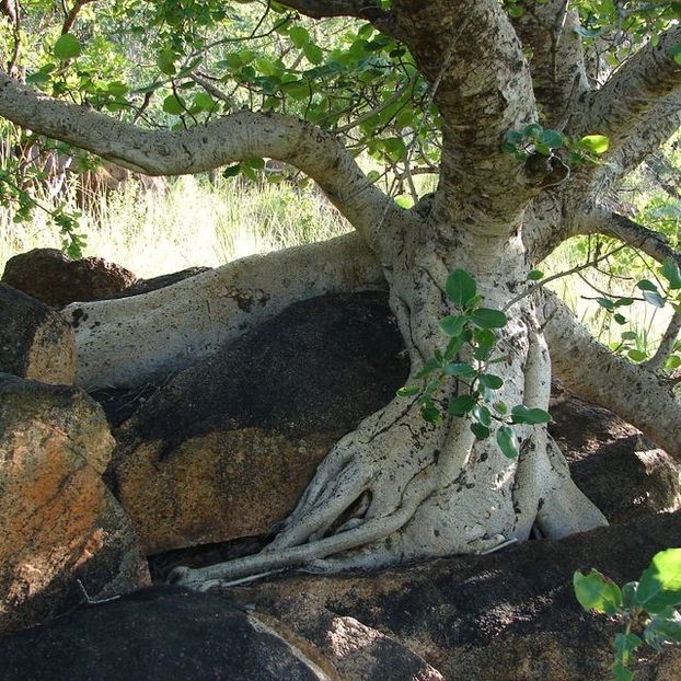 Ficus glumosa - Whish list pentru viata urmatoare1