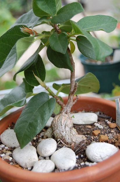 Ficus glumosa - Whish list pentru viata urmatoare1