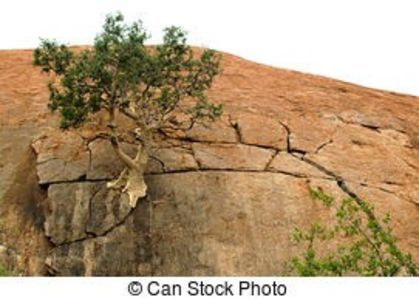 Ficus glumosa - Whish list pentru viata urmatoare1