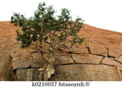 Ficus glumosa - Whish list pentru viata urmatoare1